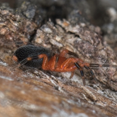 Scotospilus sp. (genus)