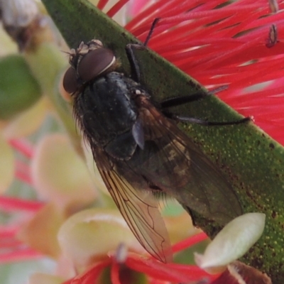 Calliphora sp. (genus)