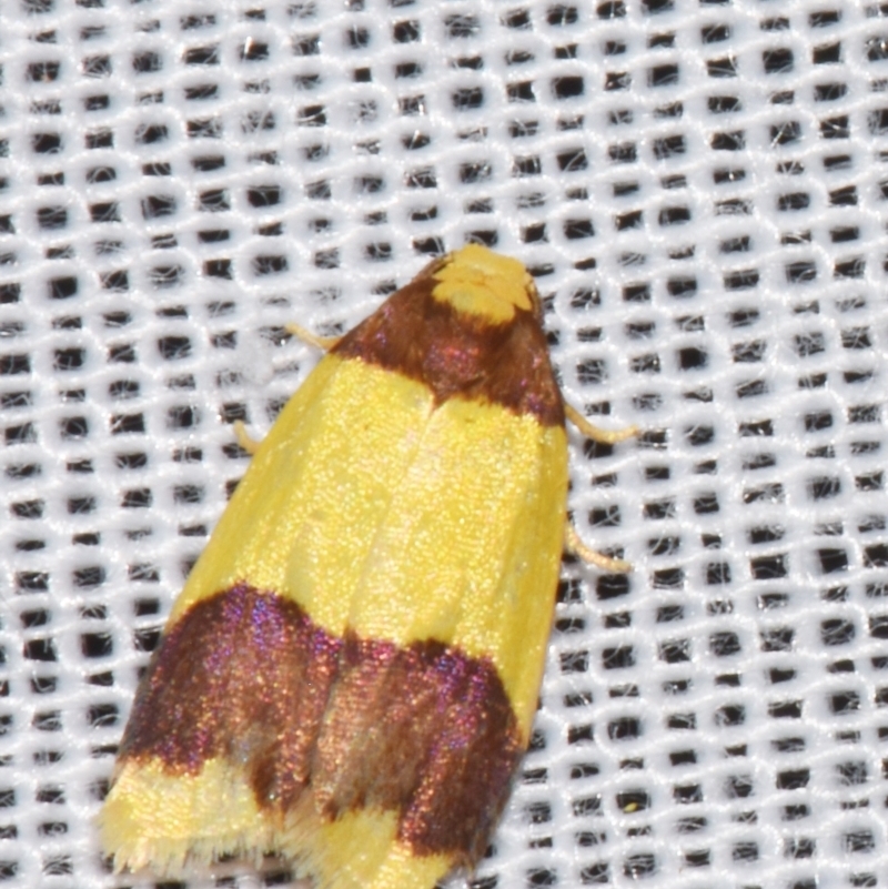 Heterallactis microchrysa