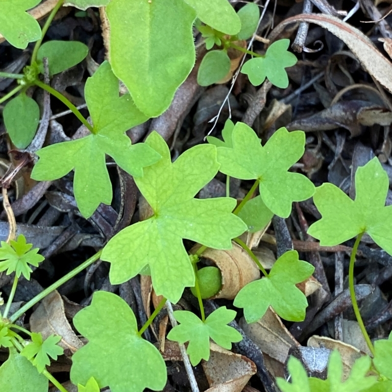 Hydrocotyle trachycarpa