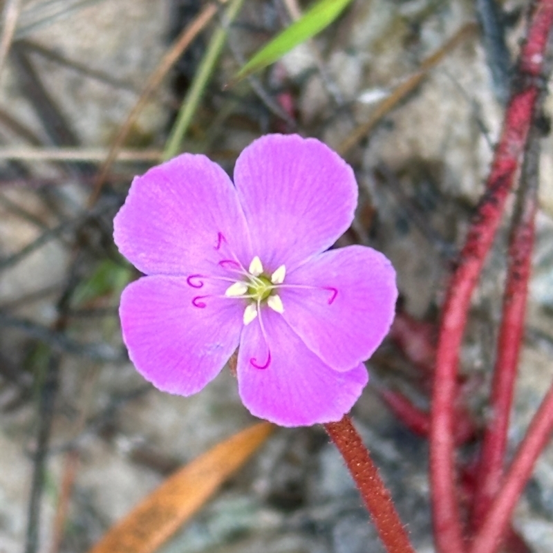 Drosera serpens