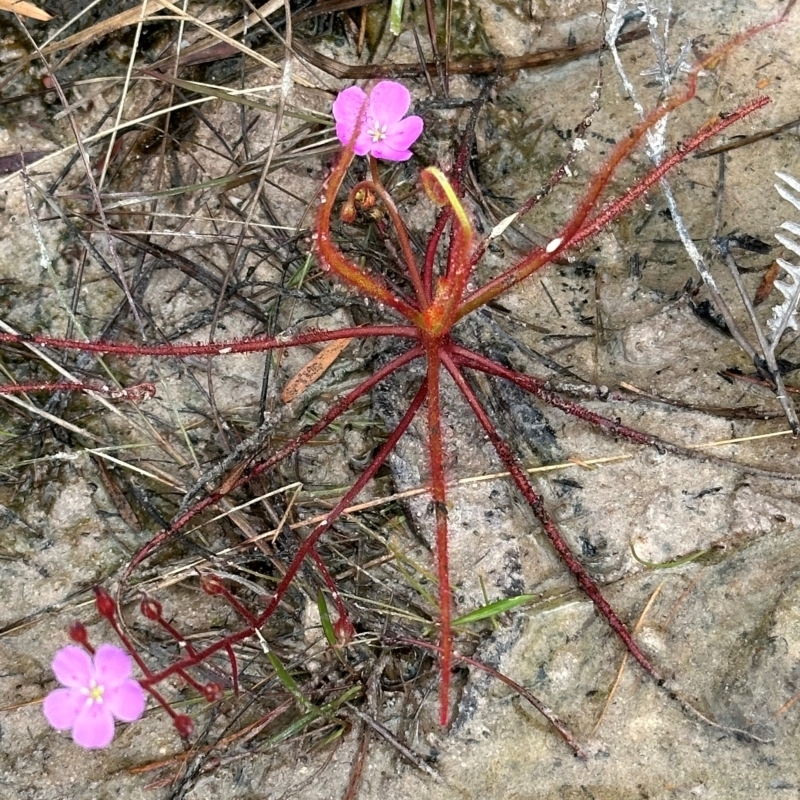 Drosera serpens