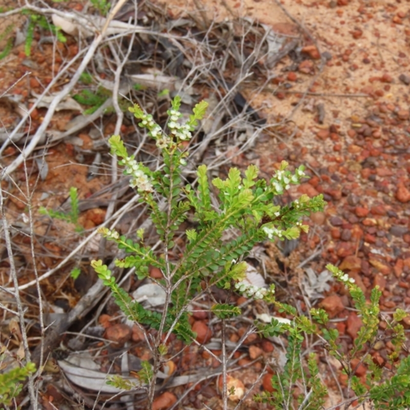 Thryptomene oligandra