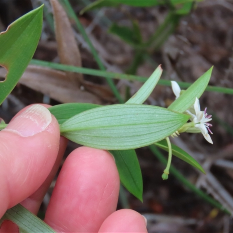 Schelhammera multiflora