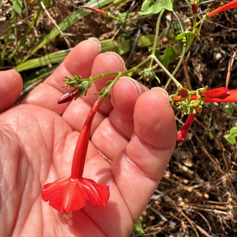 Ipomoea hederifolia