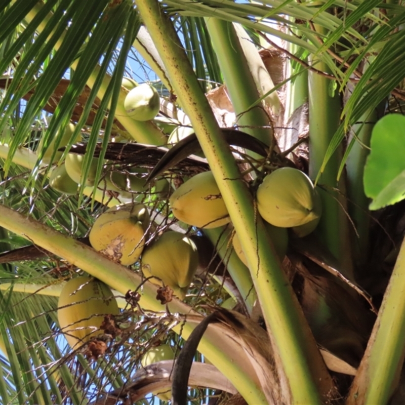 Cocos nucifera