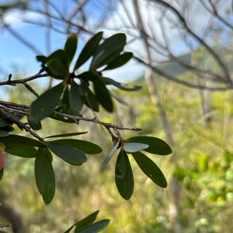 Neofabricia myrtifolia