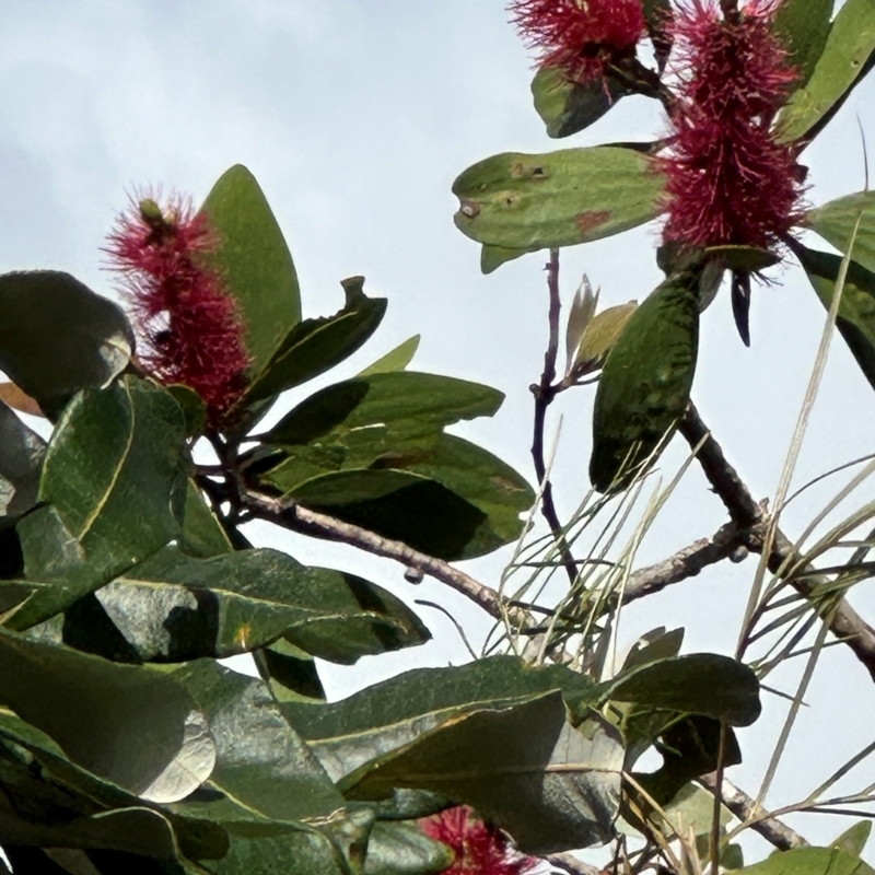 Melaleuca viridiflora