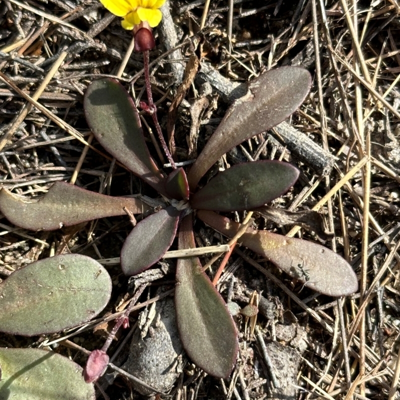 Goodenia mystrophylla