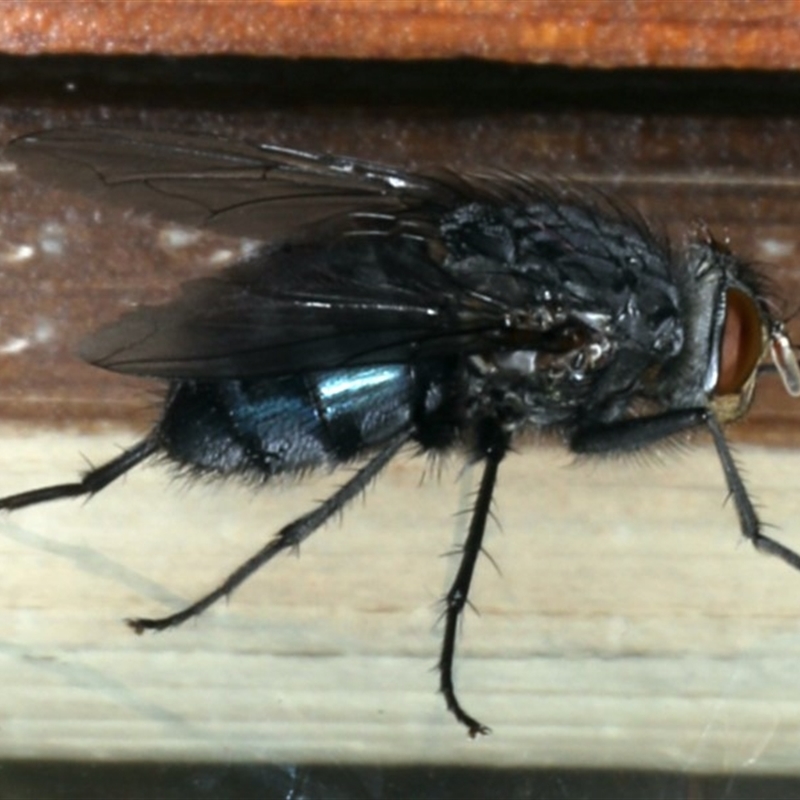 Calliphora vicina