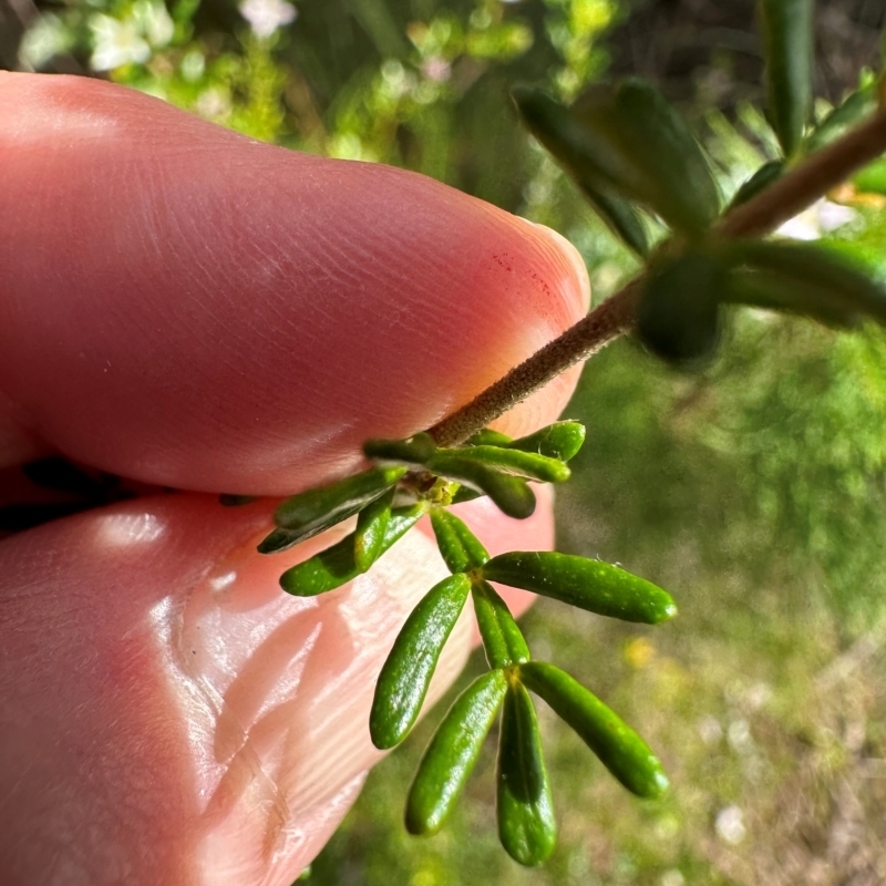 Boronia alulata