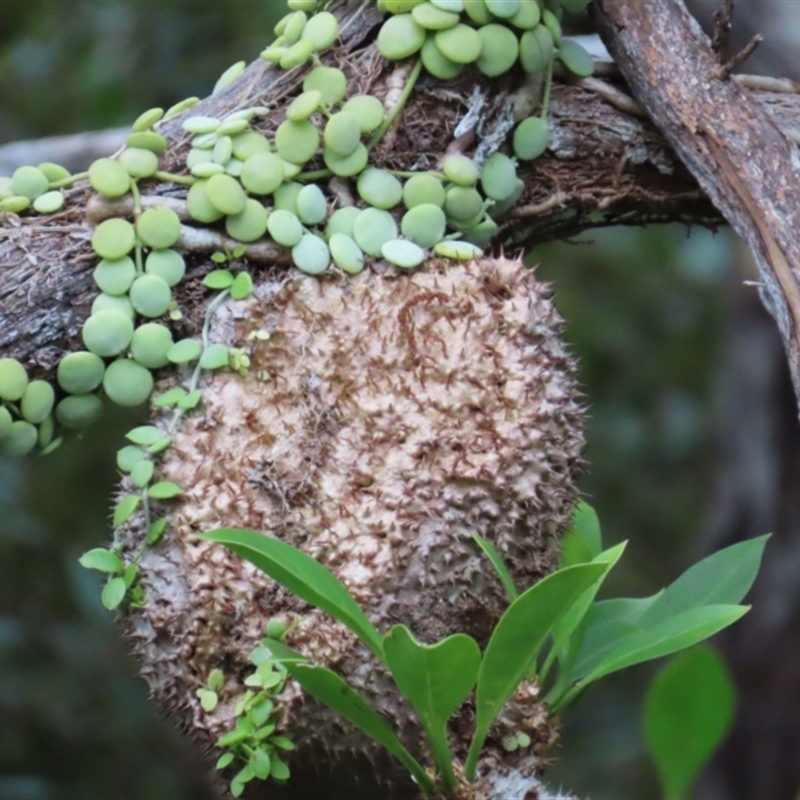 Myrmecodia beccarii