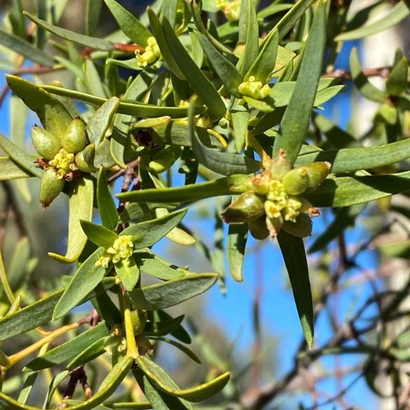 Pimelea microcephala subsp. microcephala