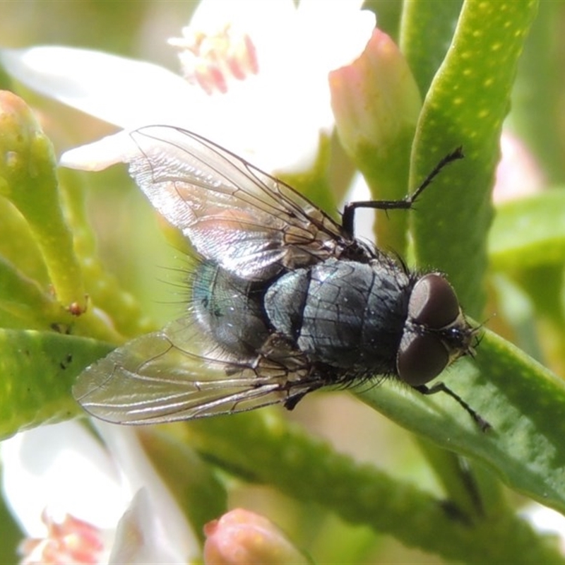 Calliphoridae (family)