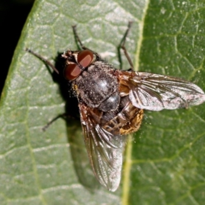 Calliphoridae (family)