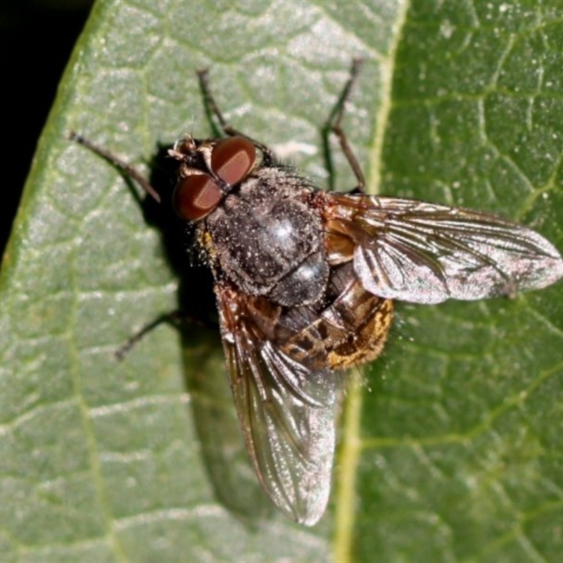 Calliphoridae (family)