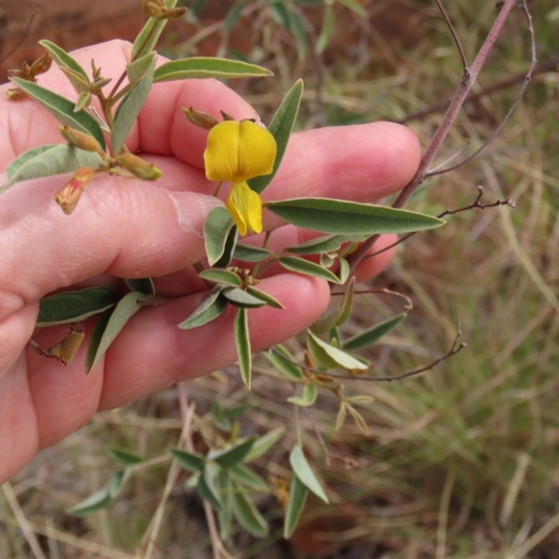 Cajanus acutifolius