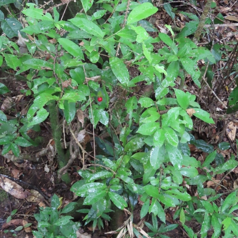 Ixora biflora