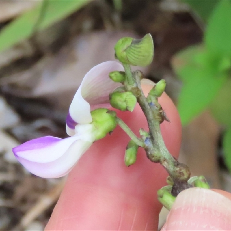 Neustanthus phaseoloides