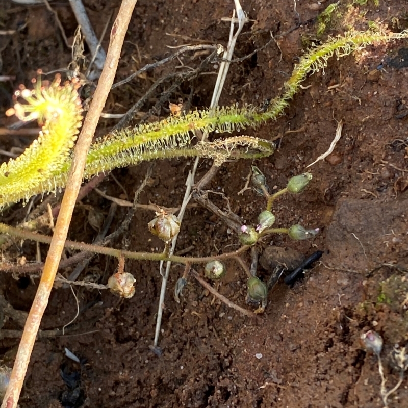 Drosera finlaysoniana