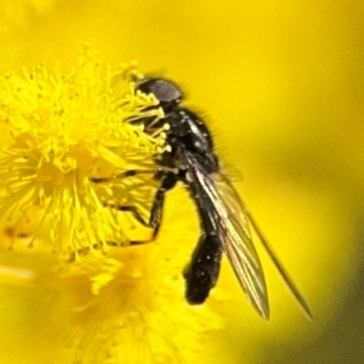 Triglyphus fulvicornis