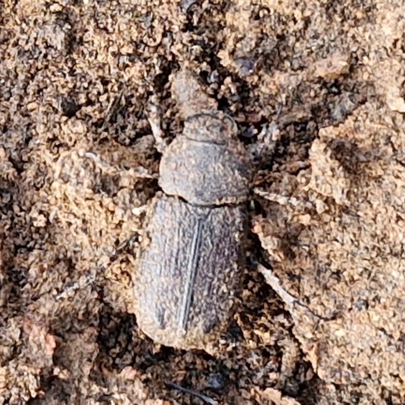 Cryptodus sp.