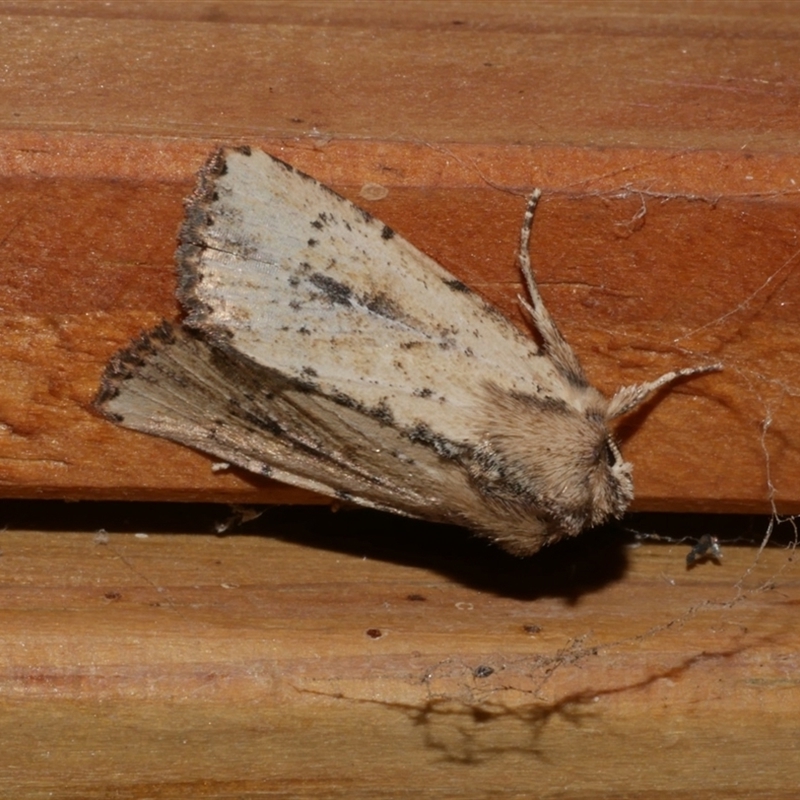 Leucania obumbrata