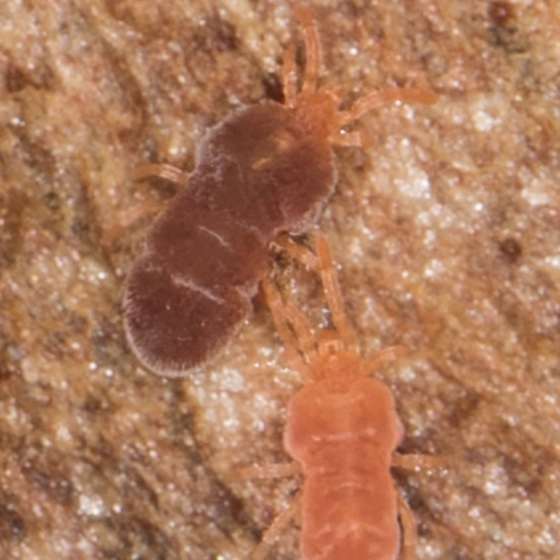 Neothrombiidae sp. (family)