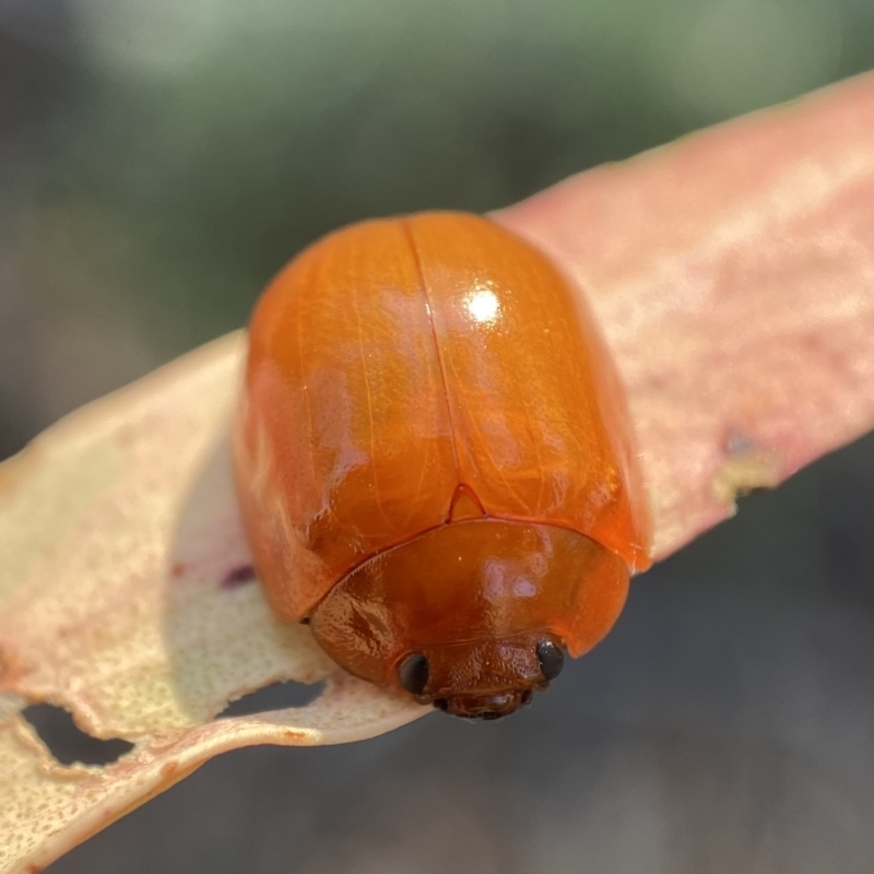 Paropsisterna aequalis