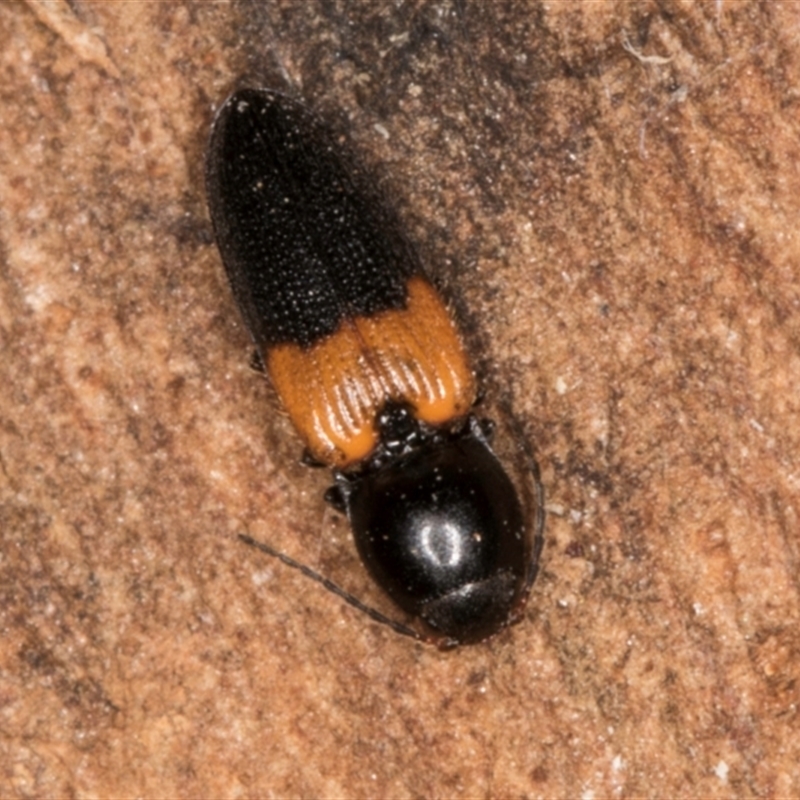 Paracardiophorus dimidiatus