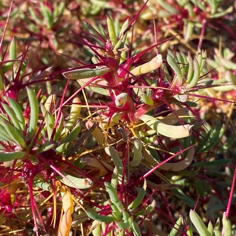 Sclerolaena longicuspis