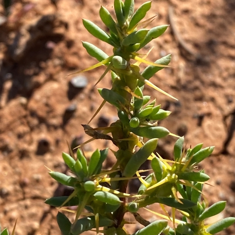 Sclerolaena cuneata