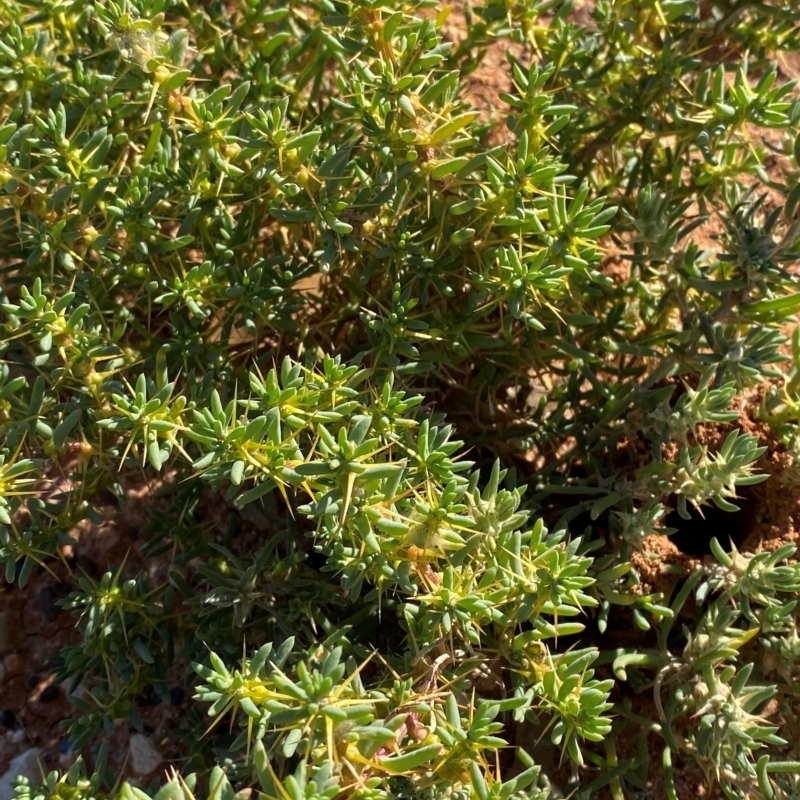 Sclerolaena cuneata