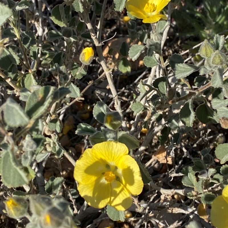 Abutilon halophilum