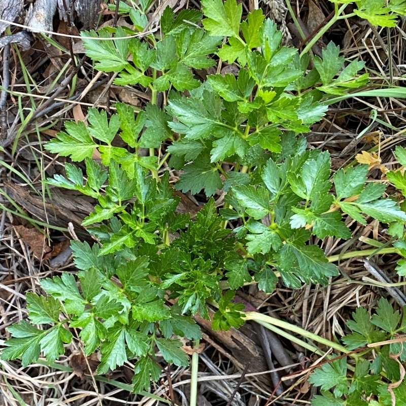 Apium graveolens