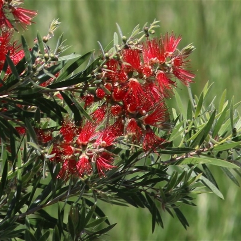 Melaleuca citrina