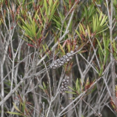 Melaleuca citrina