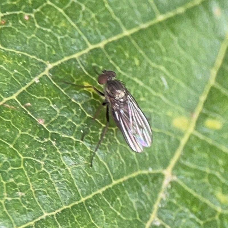 Sympycnus (Sympycnus) anomalipennis