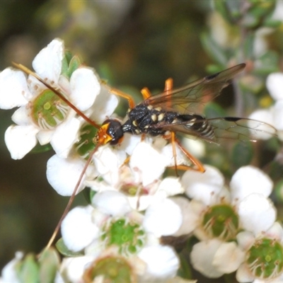 Pristaulacus flavoguttatus