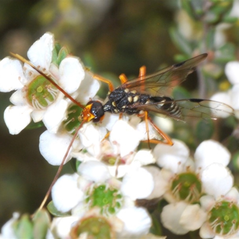 Pristaulacus flavoguttatus