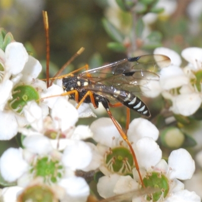 Pristaulacus flavoguttatus