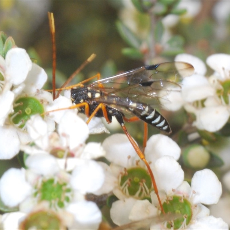 Pristaulacus flavoguttatus