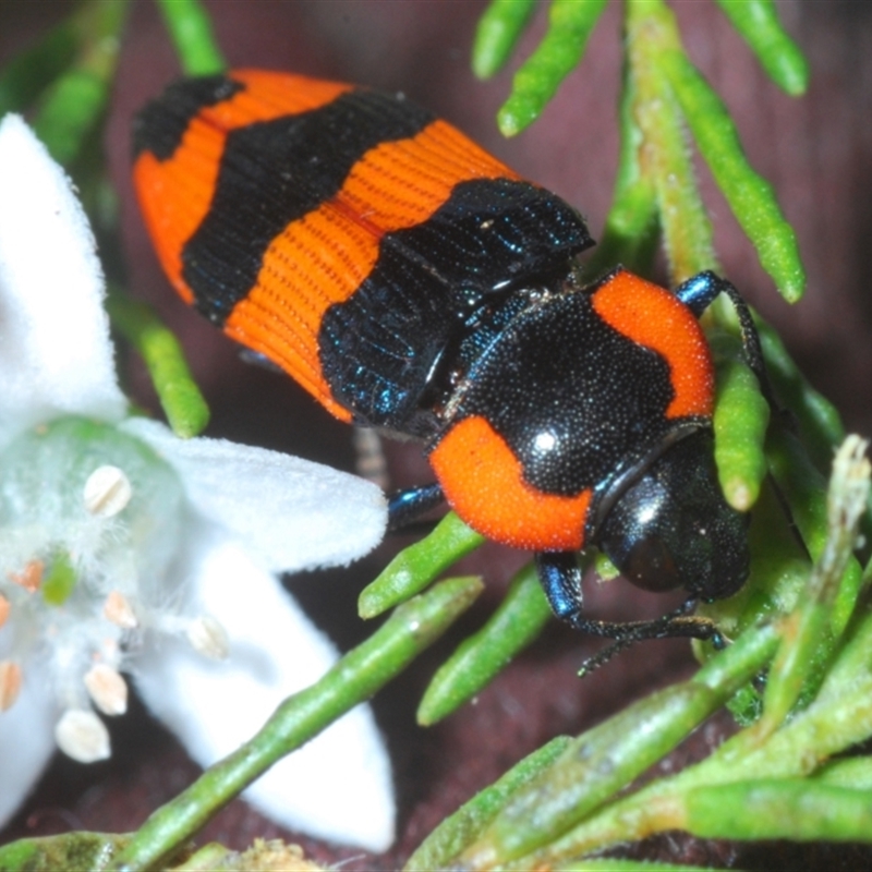 Castiarina gibbicollis