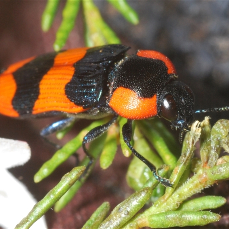 Castiarina gibbicollis