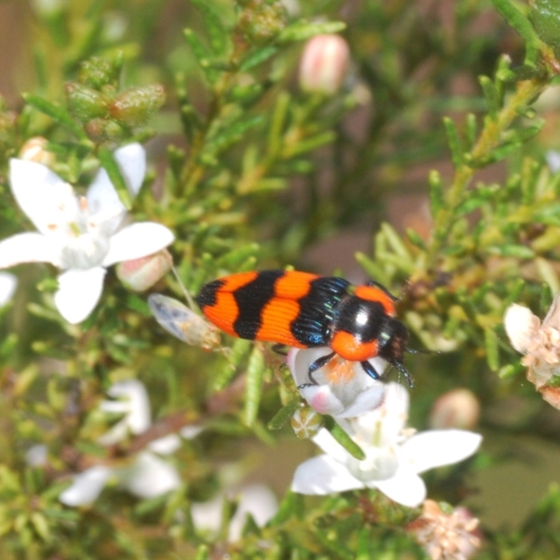 Castiarina gibbicollis