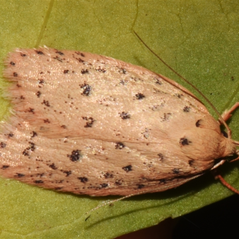 Garrha atripunctatella