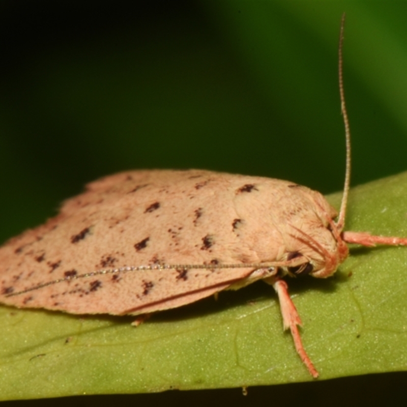 Garrha atripunctatella