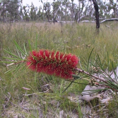 Melaleuca linearis