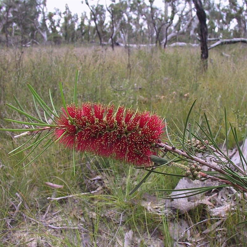 Melaleuca linearis