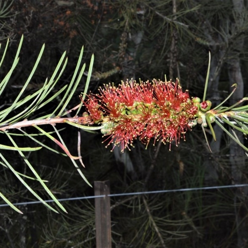 Melaleuca linearis